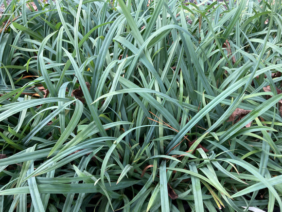 Sedge, Creeping (Carex laxiculmis)