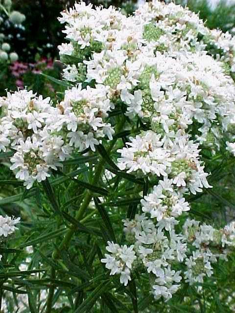 Take A Look About Narrow Leaf Mountain Mint