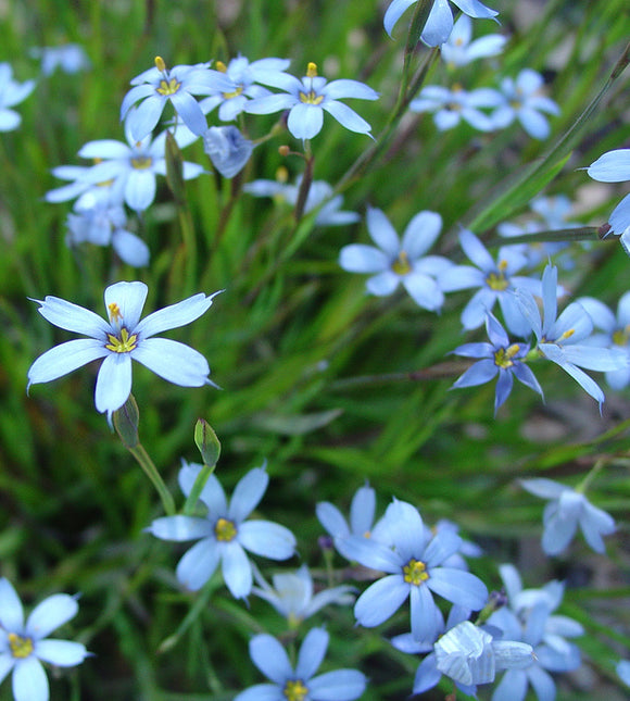 Blue-Eyed Grass 'Suwannee' (Sisyrinchium nashii)