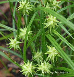 Sedge, Gray's (Carex grayi)