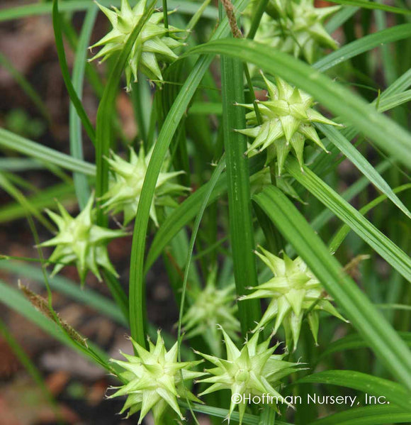 Sedge, Gray's (Carex grayi)