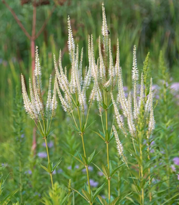 Culver's Root (Veronicastrum virginicum)