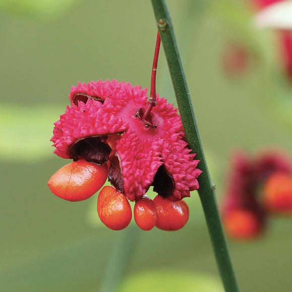 Hearts-a-bustin'/Strawberry Bush (Euonymus americanus)