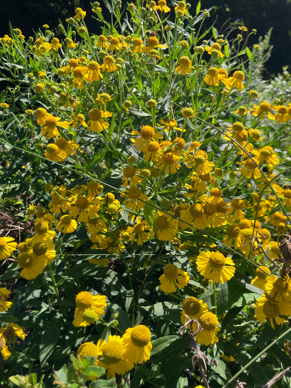 Helen's Flower (Helenium flexuosum)