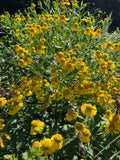 Helen's Flower (Helenium flexuosum)