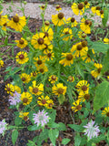 Helen's Flower (Helenium flexuosum)