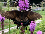 Blazing Star, Dense (Liatris spicata)