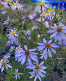 Aster, Flax Leaf (Ionactis linariifolia)