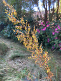 Indian Grass (Sorghastrum nutans)