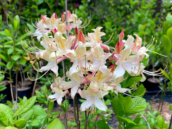 Azalea, Coastal (Rhododendron atlanticum)