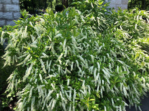 Virginia Sweetspire (Itea virginica)