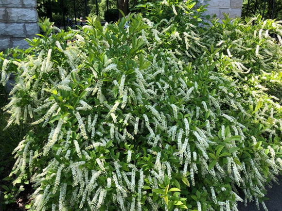 Virginia Sweetspire (Itea virginica)