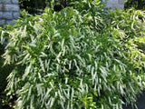 Virginia Sweetspire (Itea virginica)