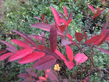 Virginia Sweetspire (Itea virginica)