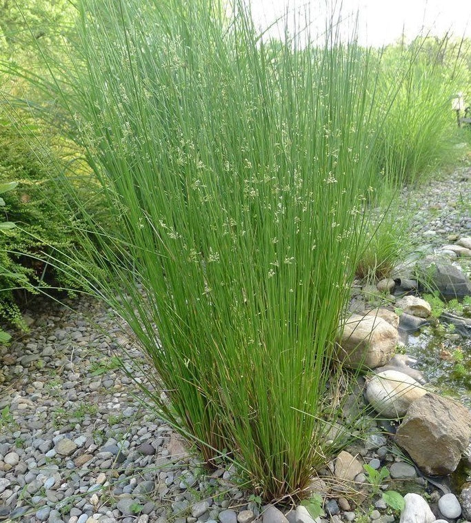 Soft Rush (Juncus effusus) – Field to Cottage Nursery