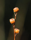 Seedbox (Ludwigia alternifolia)