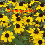Brown-Eyed Susan (Rudbeckia triloba)