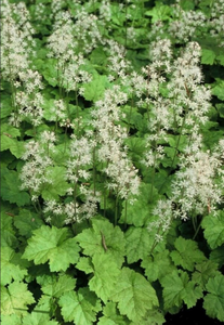 Foamflower (Tiarella cordifolia)
