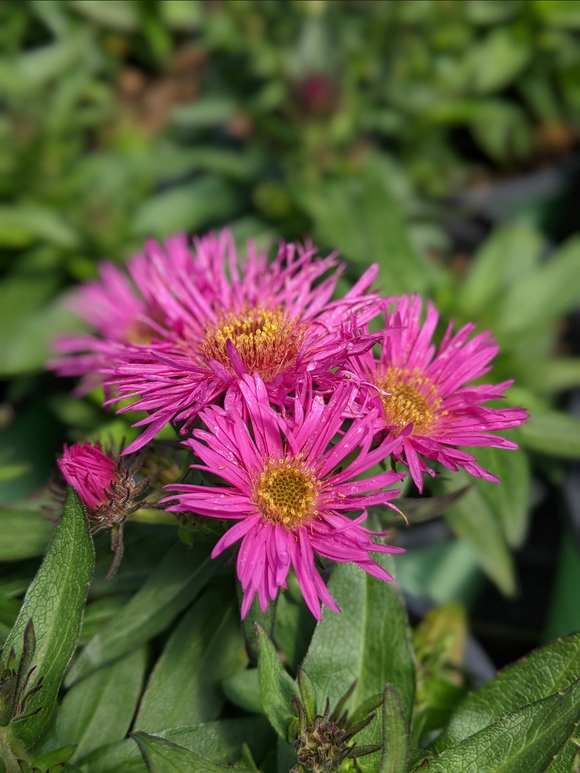 Aster, New England - Pink (Symphyotrichum novae-angliae)
