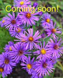 Aster, New England - Purple (Symphyotrichum novae-angliae)