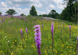 Blazing Star, Dense (Liatris spicata)