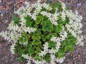 Three-Leaved Stonecrop (Sedum ternatum)