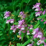 Beardtongue, Blue Ridge (Penstemon smallii)