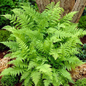 Fern, Lady (Athyrium filix-femina)