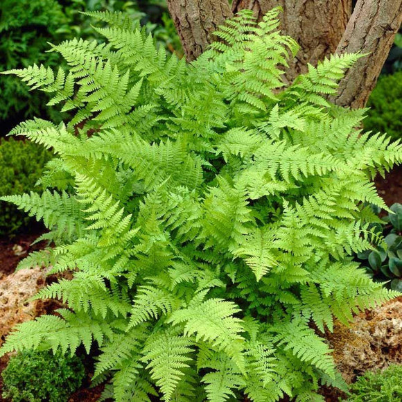 Fern, Lady (Athyrium filix-femina)