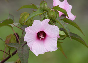 Rose Mallow, Halberd Leaf (Hibiscus laevis)