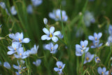 Blue-Eyed Grass (Sisyrinchium angustifolium)