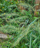 Bottlebrush Grass (Elymus hystrix)