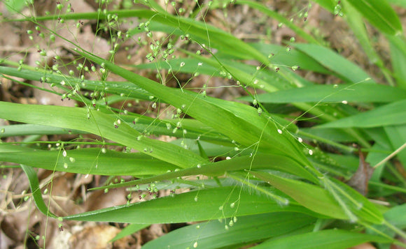 Witchgrass (Dichanthelium sp.)