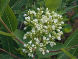 Hemp Dogbane (Apocynum cannabinum)