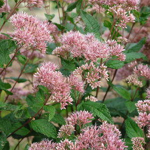 Joe Pye Weed, Coastal (Eutrochium dubium)
