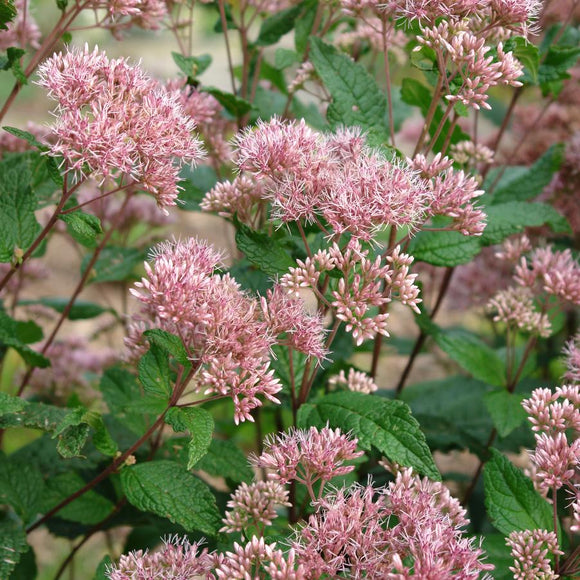 Joe Pye Weed, Coastal (Eutrochium dubium)