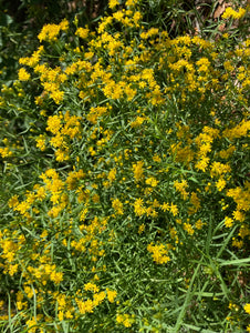Goldenrod, Grass-Leaf (Euthamia caroliniana)