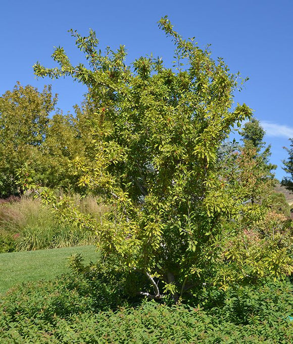 Holly, Possumhaw - Male* (Ilex decidua)
