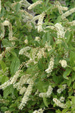 Virginia Sweetspire (Itea virginica)