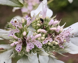 Mountain Mint, Loomis' (Pycnanthemum loomisii)