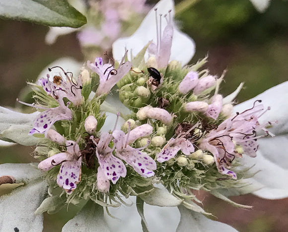 Mountain Mint, Loomis' (Pycnanthemum loomisii)