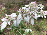 Mountain Mint, Loomis' (Pycnanthemum loomisii)