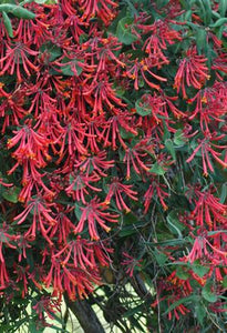 Coral Honeysuckle 'Major Wheeler' (Lonicera sempervirens)