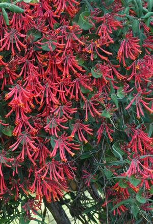Coral Honeysuckle 'Major Wheeler' (Lonicera sempervirens)