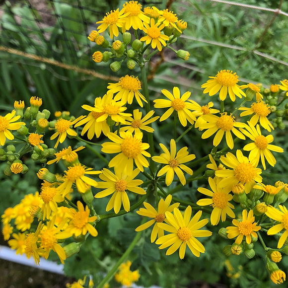 Small's Ragwort (Packera anonyma)
