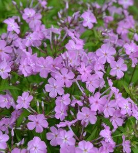 Phlox, Carolina 'Kim' (Phlox carolina spp carolina)
