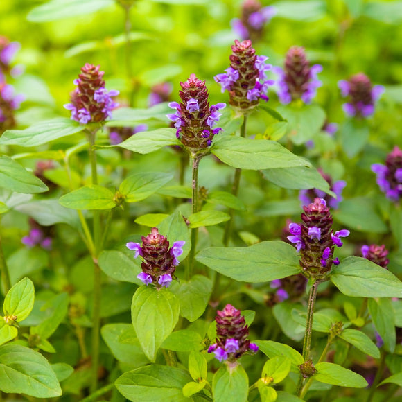 Self-Heal (Prunella vulgaris)