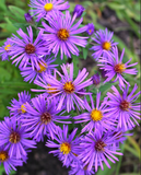 Aster, New England - Purple (Symphyotrichum novae-angliae)