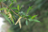 Willow, Black (Salix nigra)
