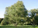 Willow, Black (Salix nigra)